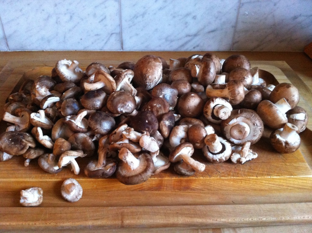 Mushroom Pile