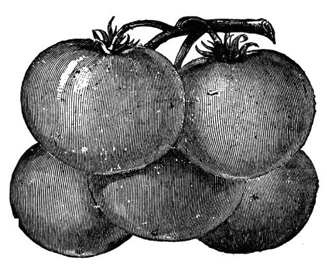 Tomatoes Sketched