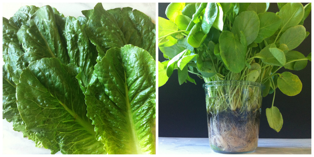 Lettuce Collage