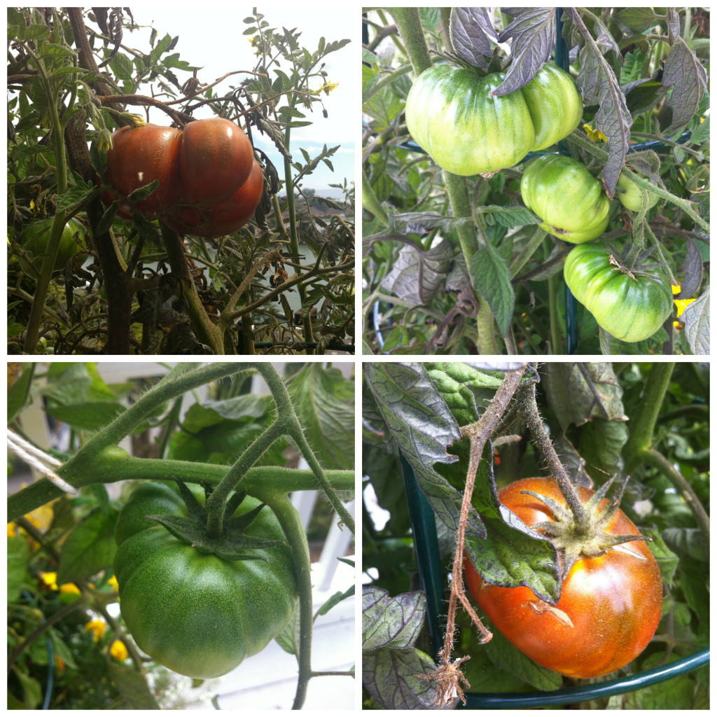 Tomato Collage